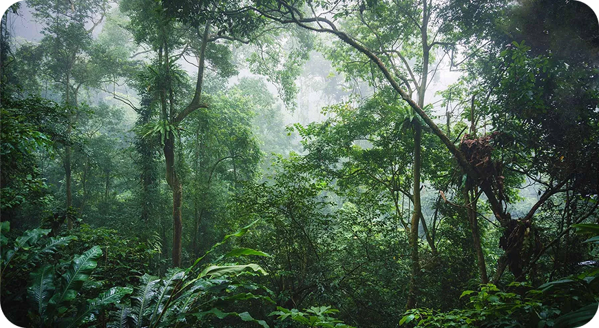 rừng nhiệt đới việt nam